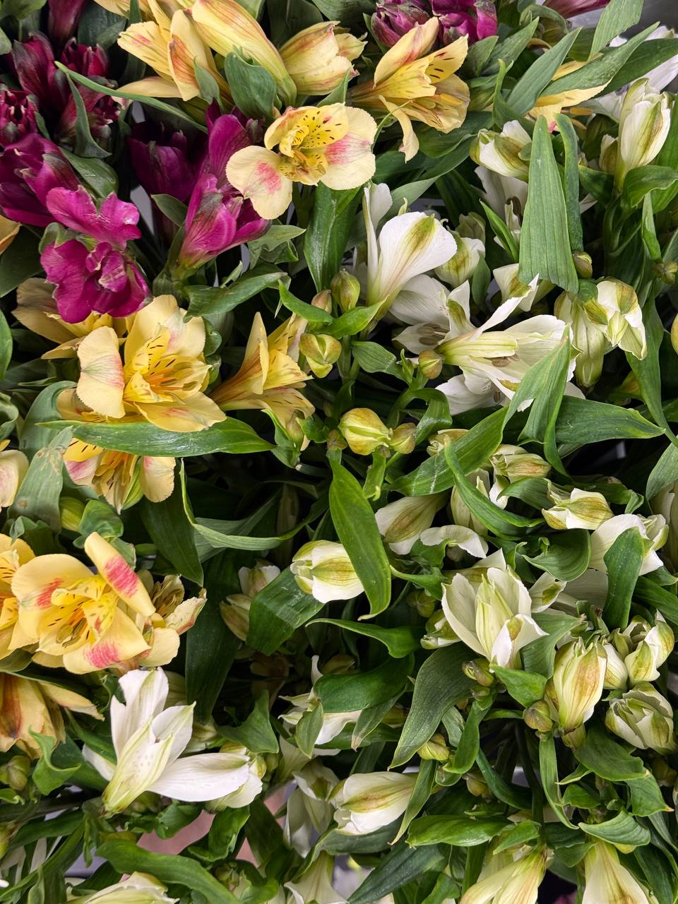 Klasikinė rožių puokštė