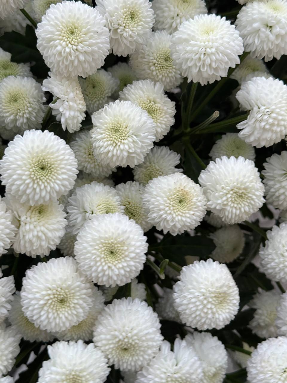 Klasikinė rožių puokštė