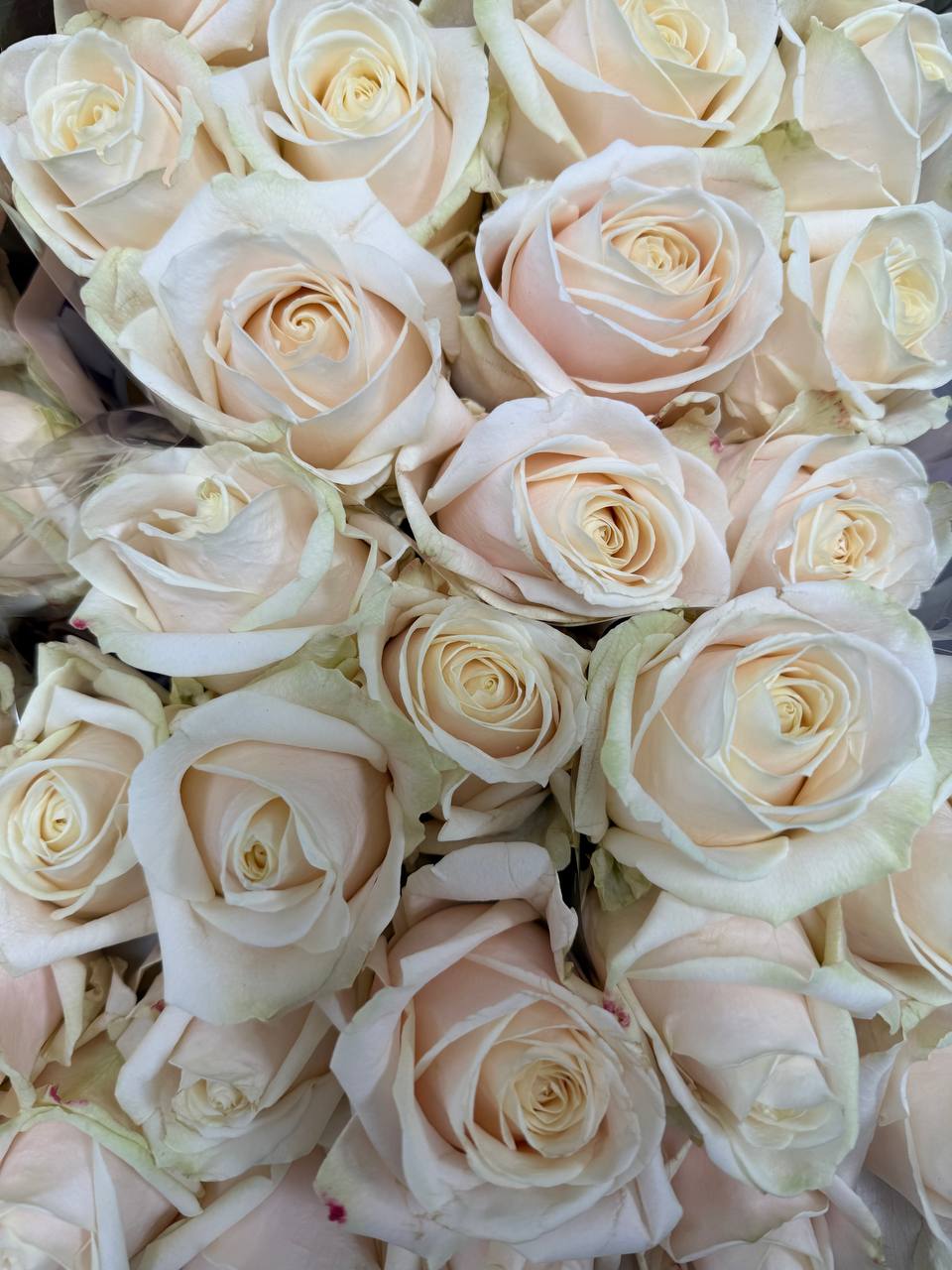 Klasikinė rožių puokštė